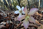 21 Ellebori bianco e rosa 